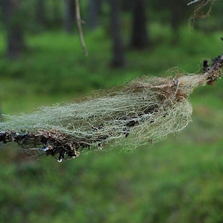 Hytte Anno 1721 Uten Internett, Strom, Vann - Men Med Rodmalt Utedo Ljørdal Zewnętrze zdjęcie